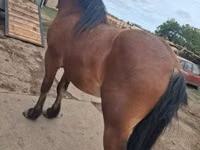 Horse (M), Horses — photo 1