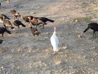Turkeys — photo 5