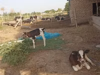 گاو ماده, Russian Black pied cattle — عکس 2