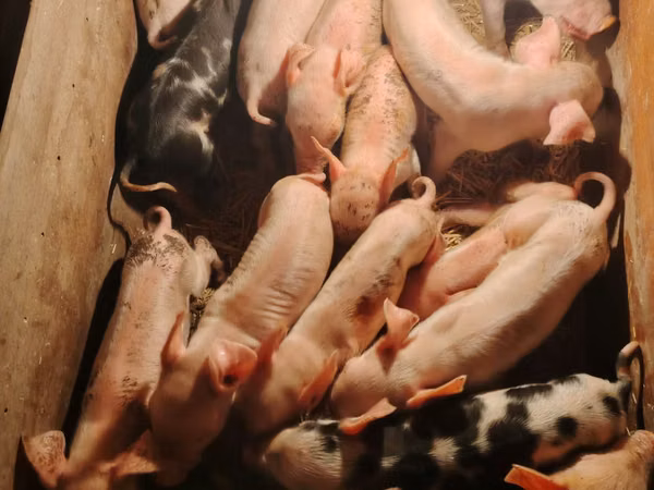 Pigs (batch, sex not specified), Pigs — Kazakhstan