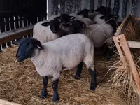 أغنام (دفعة، الجنس غير محدد), White Suffolk sheep — الصورة 4