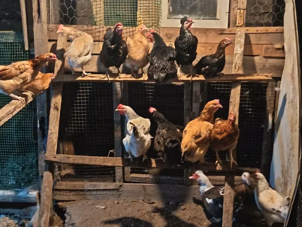 Chickens