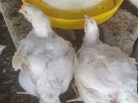Chickens — ছবি 2
