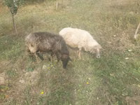 Biri-biri betina, Sheep — foto 2