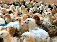 Chickens — foto 1