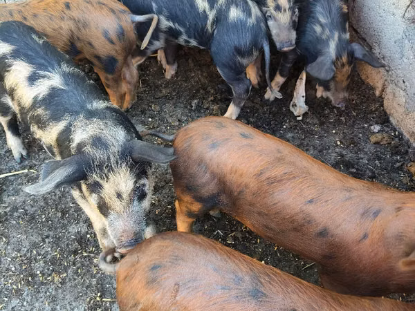 Boar,  — Moldova