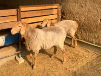 نعجة, Hissar sheep — الصورة 2