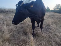 Cow, Cattle — photo 2
