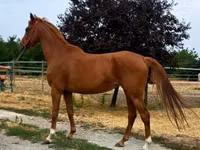 Mare, Horses — photo 1