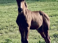 اسب نر, Rocky Mountain Horse — عکس 3