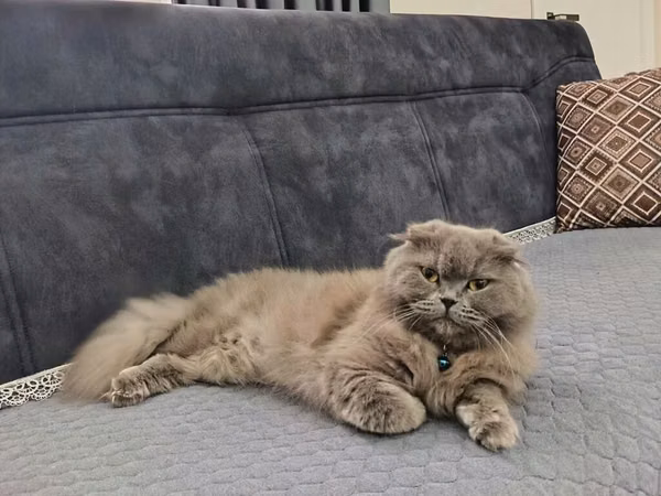 🐱💕 Şotland pişiyi satılır 💕🐱 🏷️ Cinsi: Şotland (Scottish) 🎀