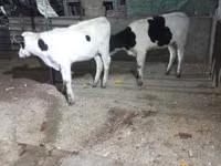 วัวตัวเมีย, Russian Black pied cattle — รูปภาพ 4