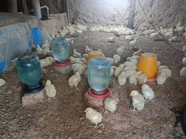 Chickens — Uzbekistan