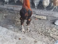Chickens — عکس 1