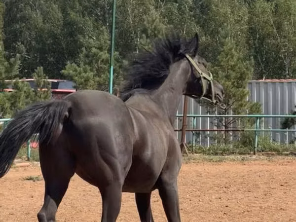 Жребец, Trakehner