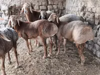 Ram, Arashan sheep — photo 6