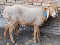 Sheep, Arashan sheep — photo 2