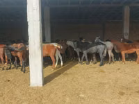 Horse (M), Horse breed — photo 5