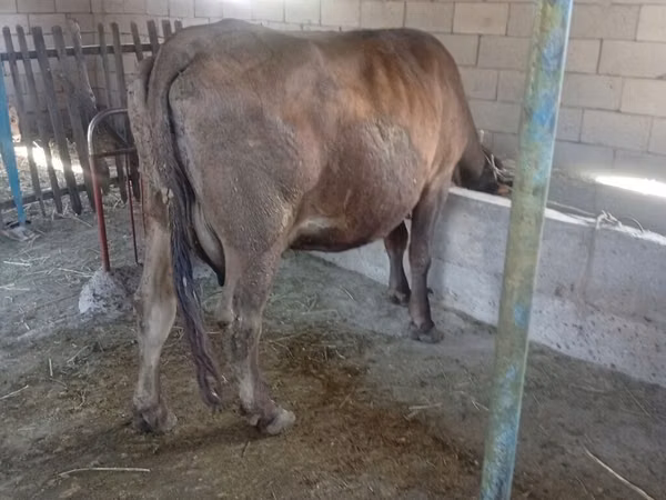 Гов, Swiss cattle — Қирғизистон