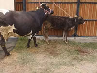 Cow, Alatau breed — photo 3