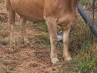 Cow, Swiss cattle — photo 2