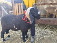Schaap, Schapen — foto 1