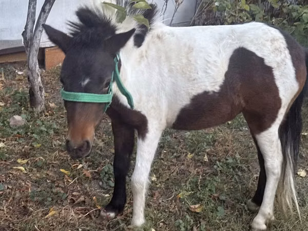 Kuda betina, Horses — Kazakhstan