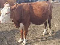 Krowa, Latvian Blue cattle — zdjęcie 2