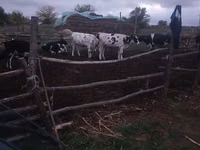 วัวตัวเมีย, Russian Black pied cattle — รูปภาพ 1