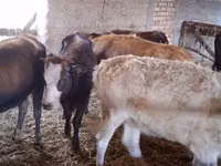 Vaca, Swiss cattle — foto 2