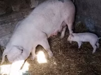 Säue, Schweine — Foto 7