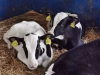 Bovini (lotto, sesso non specificato), Simmental cattle — foto 5