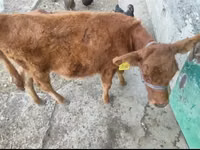 Cow, Latvian Blue cattle — photo 3