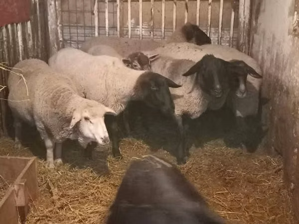 Sheep, White Suffolk sheep