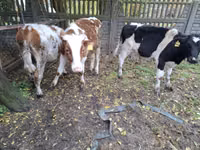 Lembu ternakan (lot, jantina tidak dinyatakan), Cattle — foto 6
