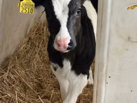 Bull, Russian Black pied cattle — photo 1