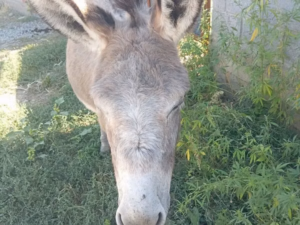 Horses (batch, sex not specified), Horses — Kyrgyzstan
