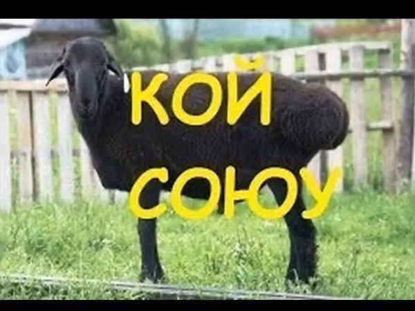 Sheep, Karakul sheep — Kyrgyzstan