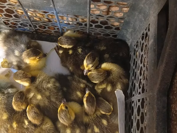 Ducks — Azerbaijan