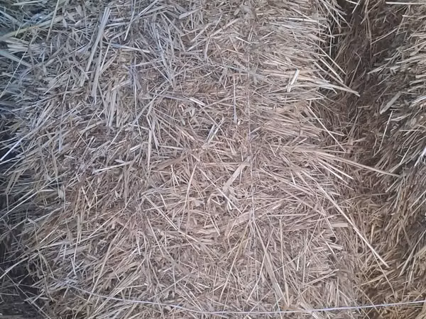 Salam arpa az olduğu üçü ot yerinə biçilmiş preslər əsil heyvan