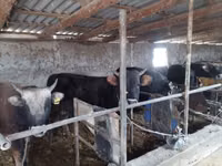 Boğa, Aberdin Angus — foto 4