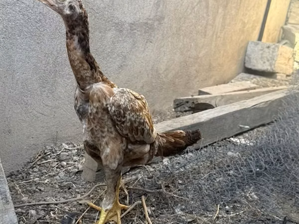 Chickens — Azerbejdżan