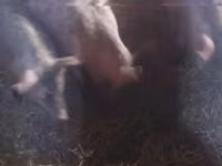 Babi hutan, Pigs — foto 1