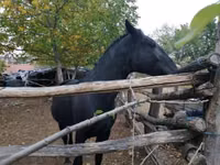 Модиён, Nonius horse — акс 8