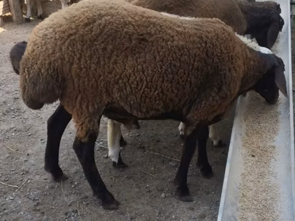 Ram, Blackheaded Persian sheep — Azerbaijan