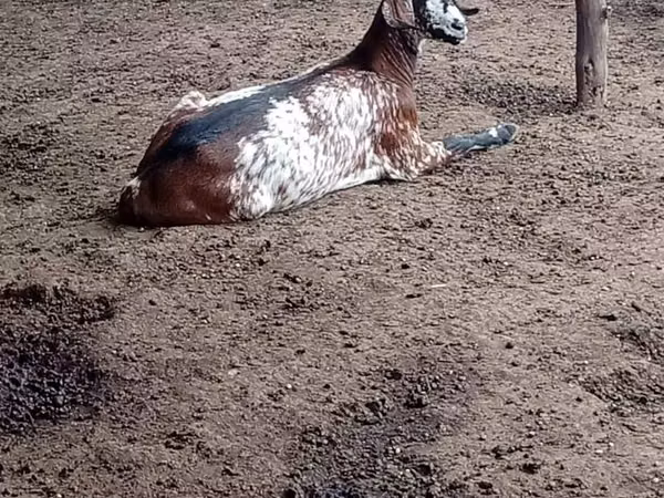 Goat, Nubian Goat
