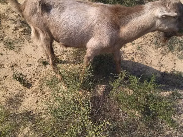 Billy Goat, Goats
