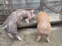 Säue, Schweine — Foto 2