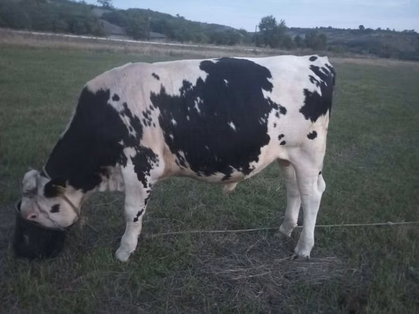 Bull, Holstein breed — Moldova