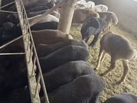 Kambing jantan, Hissar sheep — foto 2